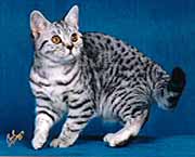[Silver Spotted Tabby British Shorthair]