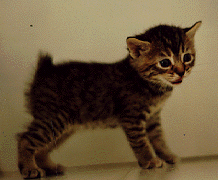 Mackerel Tabby Kitten