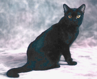 male Bombay cat