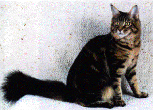 Image of a Maine Coon Cat.